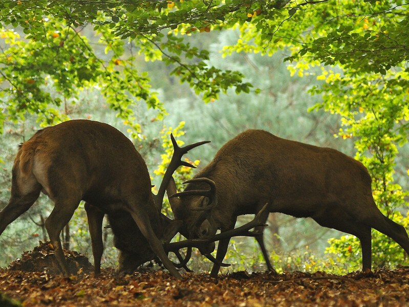 Bronsttocht Witte Berken Natuurhotel